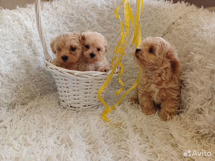 Мальтипу мини F1 мальчик