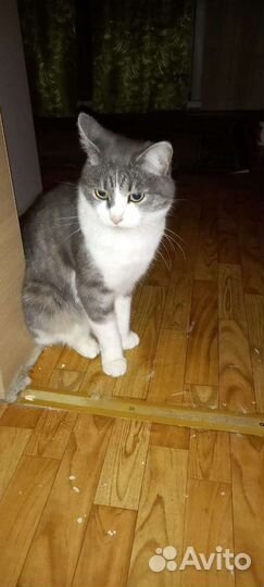 Коты в добрые руки