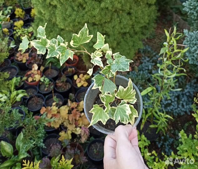 Плющ Хедера