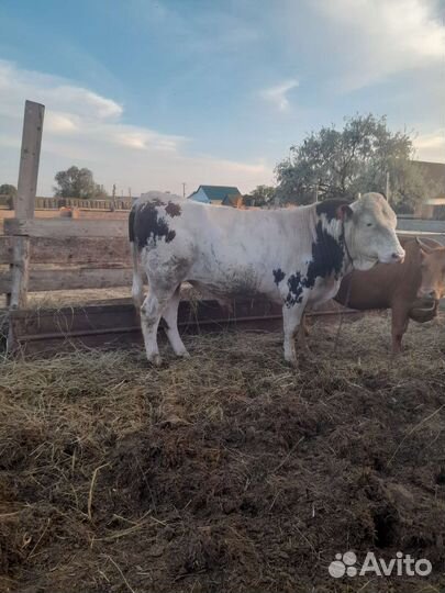 Бык производитель