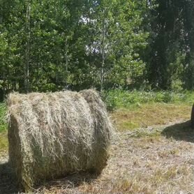 Сено в Прокопьевске