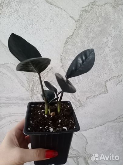 Замиокулькас черный равен