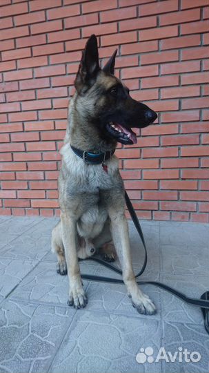 Обучение и дрессировка собак