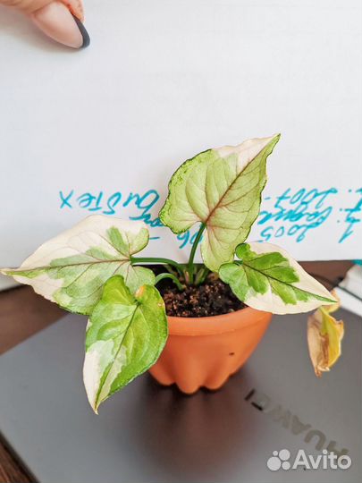 Сингониум белая принцесса