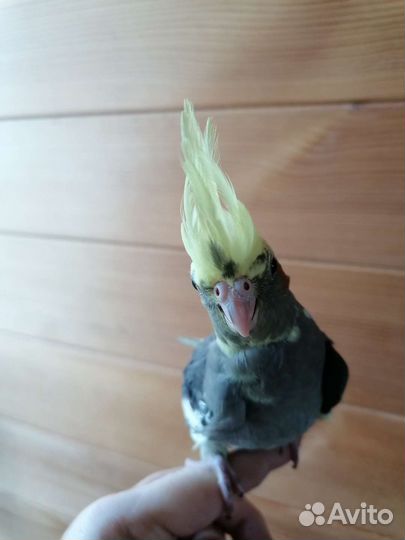 Попугай карелла птенцы