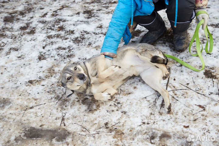 Хорошая собака Патьент ищет дом