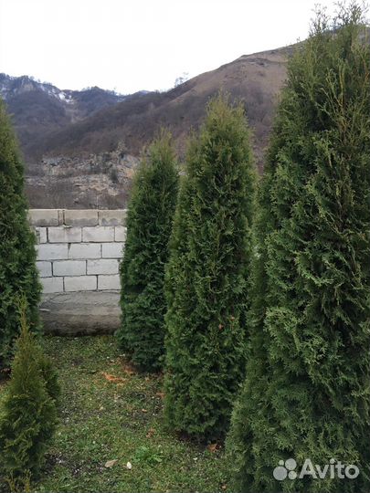 Туи смарагд