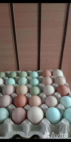 Инкубационное яйцо