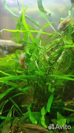 Аквариумные растения, прополка