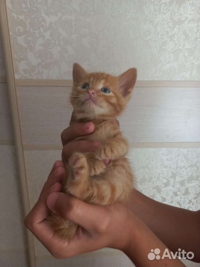 Кошка в дар