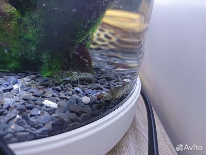 Аквариумные раки