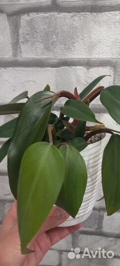 Филодендрон