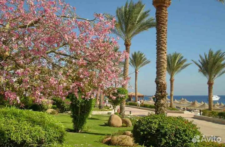 Вояж в Египет от 6 дней