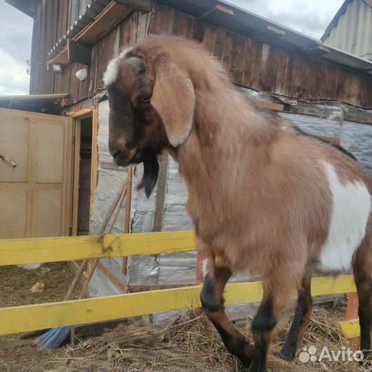 Козел -услуги вязки