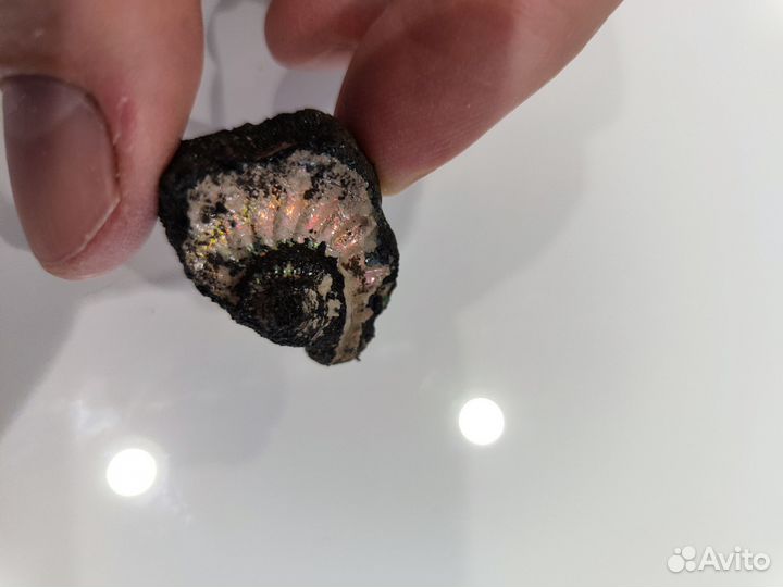 Часть аммонита спиральной формы с перламутром