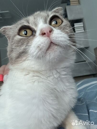 Кошка в добрые руки