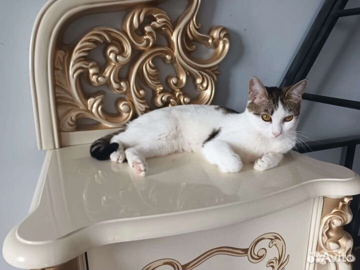 Кошки 3 девочки в добрые руки