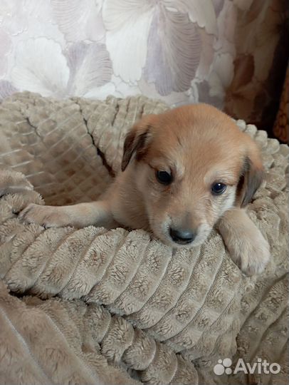 Собака в добрые руки отдам бесплатно