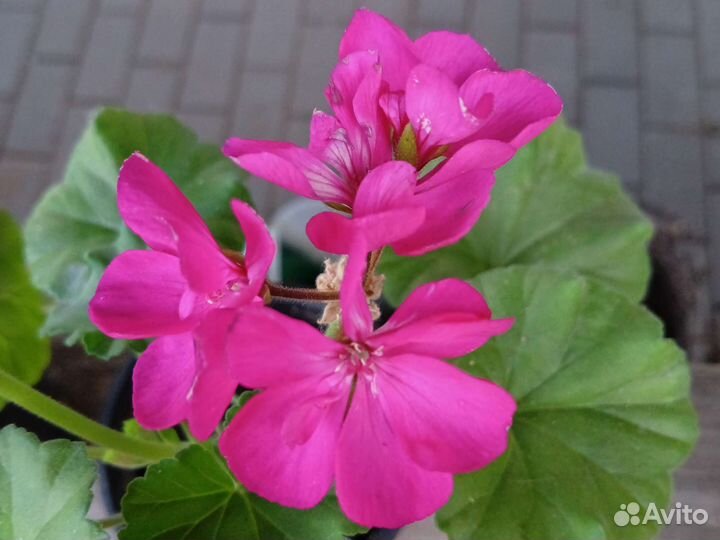 Герань пеларгония цветущее растение