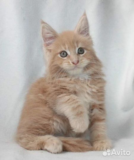 Котята Мейн-кун