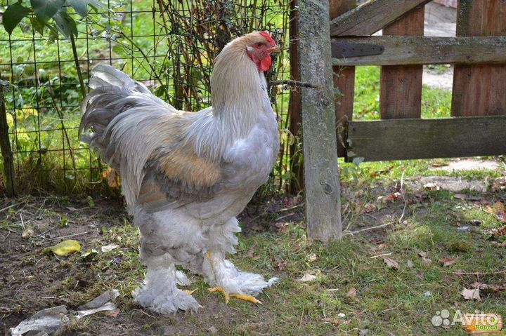 Инкубационное Яйцо