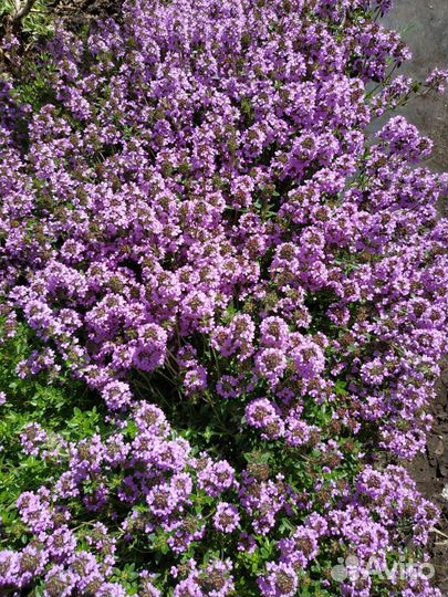 Тимьян ползучий