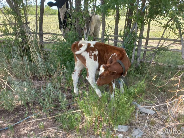 Тëлка, 4 месяца