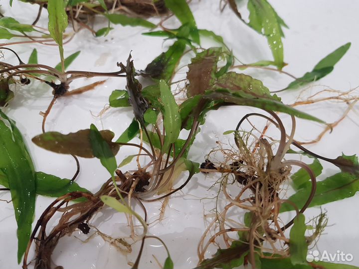 Аквариумные растения за шоколад :)