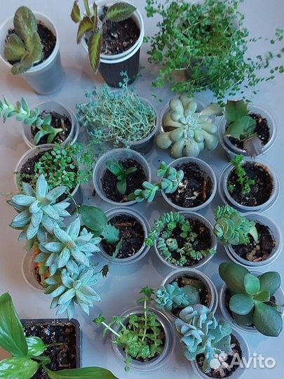 Комнатные растения