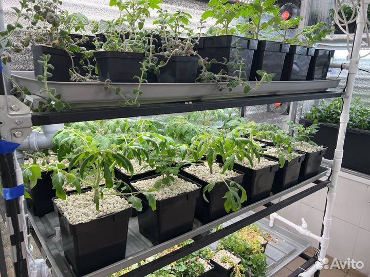 Открой бизнес на зелени и микрозелени