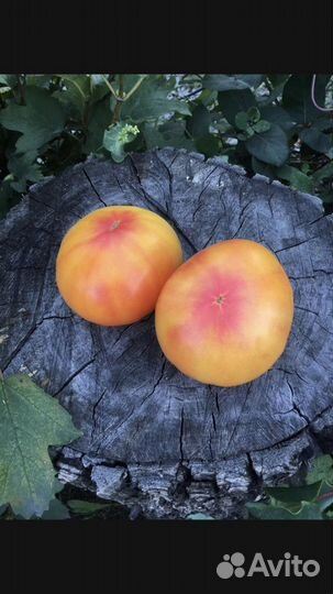 Семена томатов Гномов