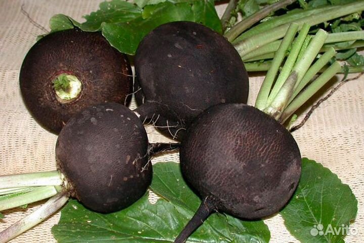 Семена редьки, дайкона