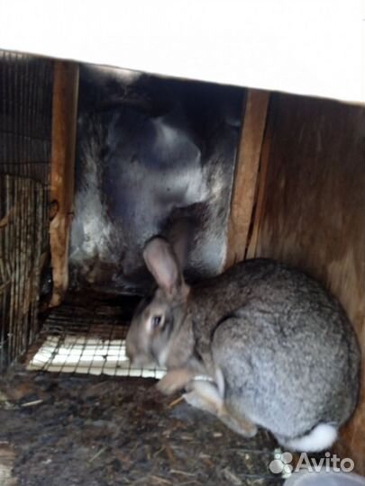 Кролы породы, Фландр, Строкач