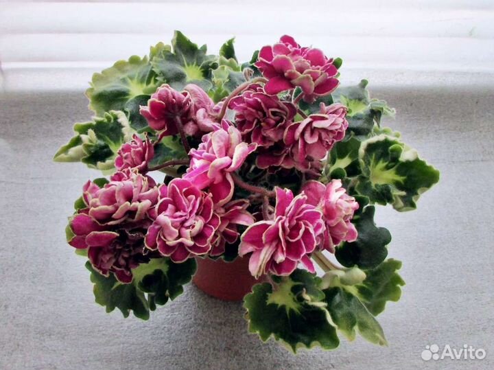 Фиалка (листочки)