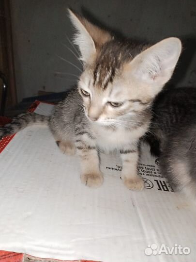 Котята в добрые руки даром