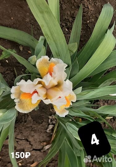 Карликовые ирисы