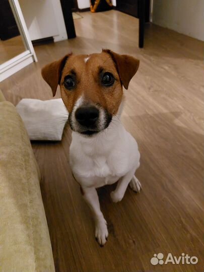 Парсон рассел терьер вязка