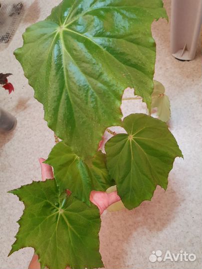 Бегонии и шеффлеры