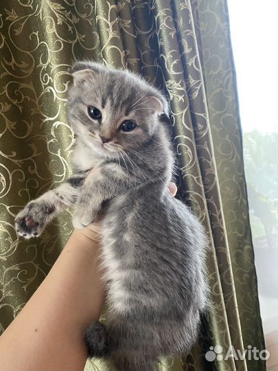 Шотландские котята