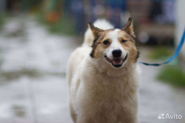 Собаки бесплатно в добрые руки