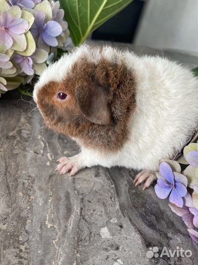Морская свинка американский тедди