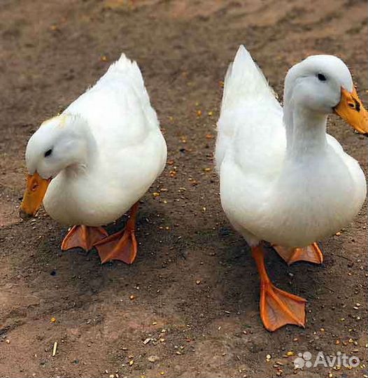Петух в подарок. Агидель. Адлеровские т.д