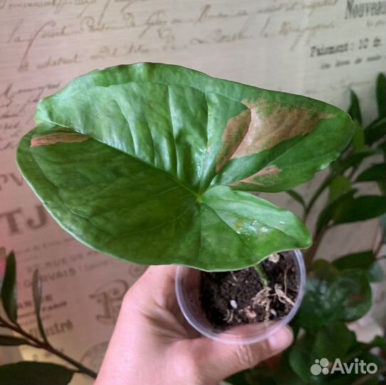 Сингониумы