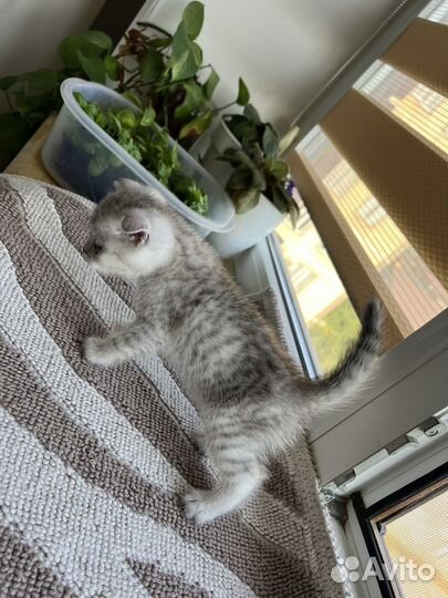 Шотландские вислоухие котята