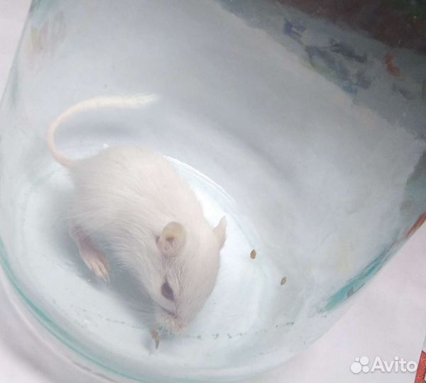 Песчанки монгольские