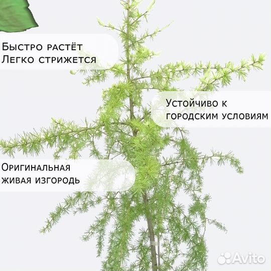 Лиственница европейская, саженец в контейнере С3