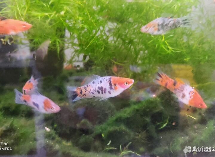 Меченосцы Черный Вильчатый, Кои, Тигровый, ассорти