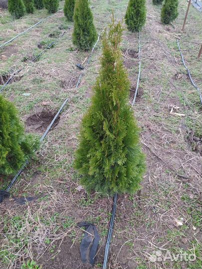 Туя смарагд