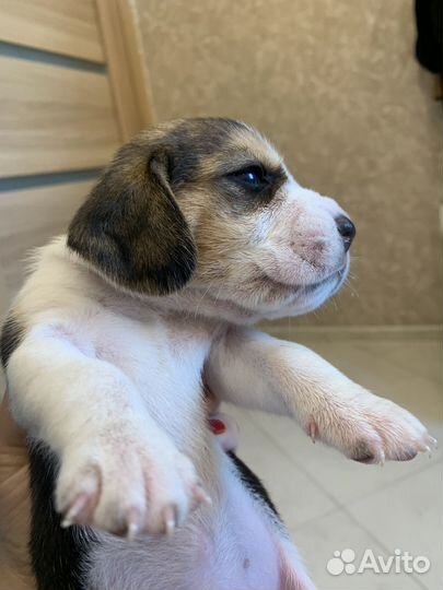 Щенки бигль