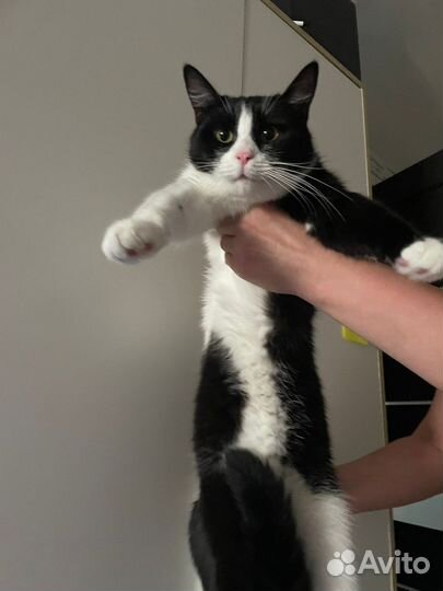 Котята в добрые руки мальчик и девочка